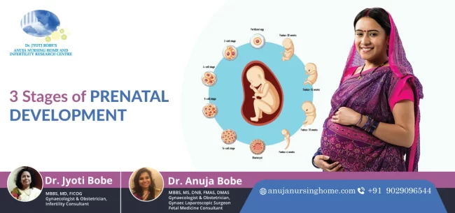 3 Stages of Prenatal Development