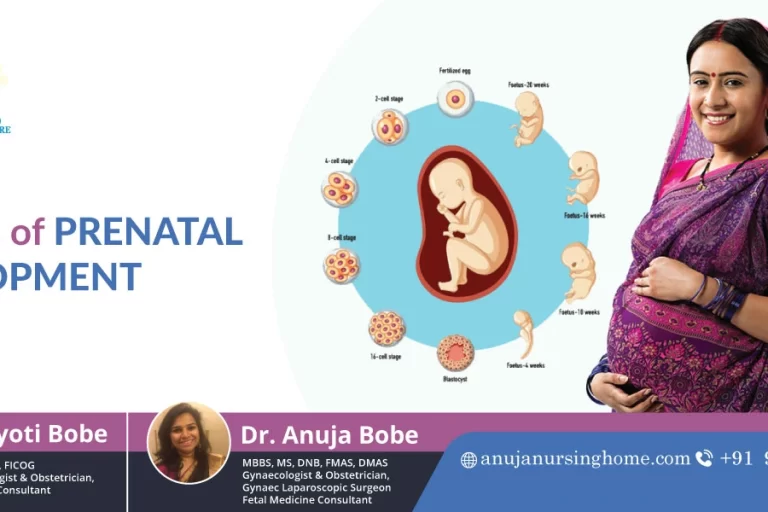 3 Stages of Prenatal Development