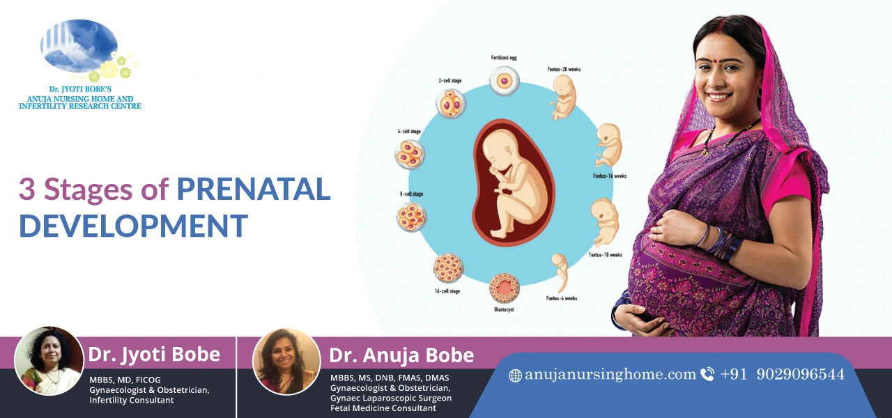 3 Stages of Prenatal Development